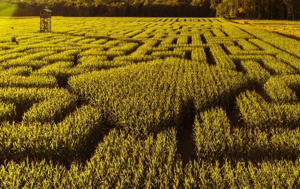 labirynt w polu kukurydzy